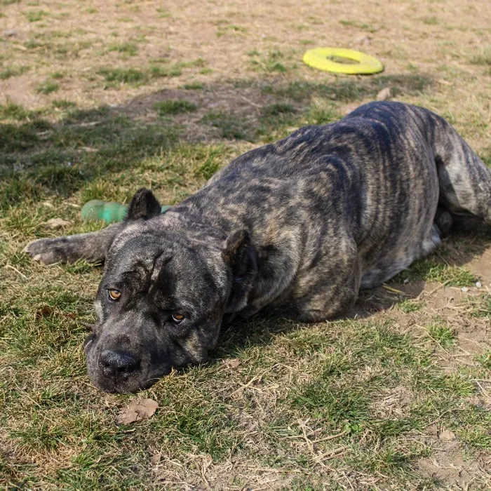 Male Cane Corso dog named Maverick for sale at A Dog's Dream.