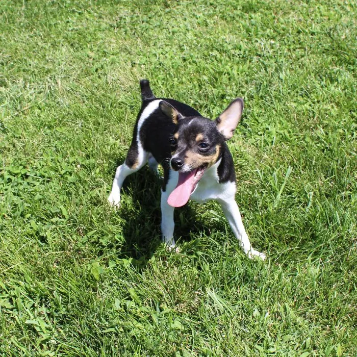 Male Rat Terrier dog named Basil for sale at A Dog's Dream.