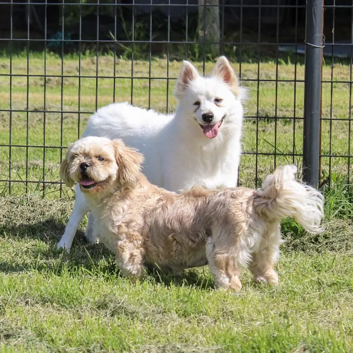 Female American Eskimo dog named Firefly for sale at A Dog's Dream.