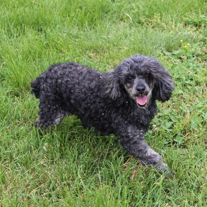 Female Poodle Toy dog named Lady Phantom for sale at A Dog's Dream.