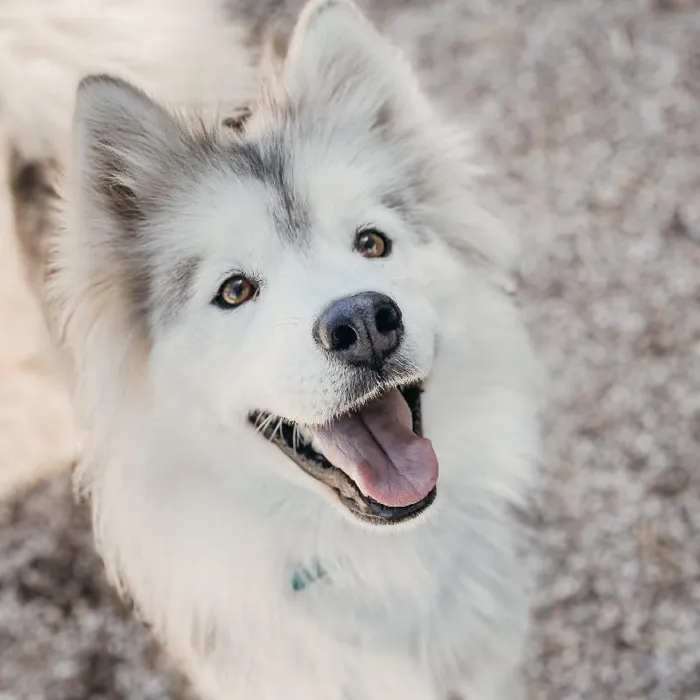 Female Siberian Husky Dog for Sale in Neosho, MO