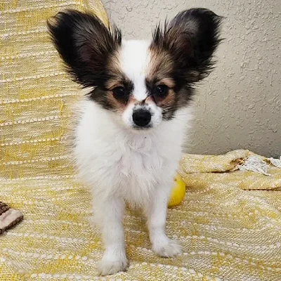 Male Papillon Dog for Sale in Neosho, MO