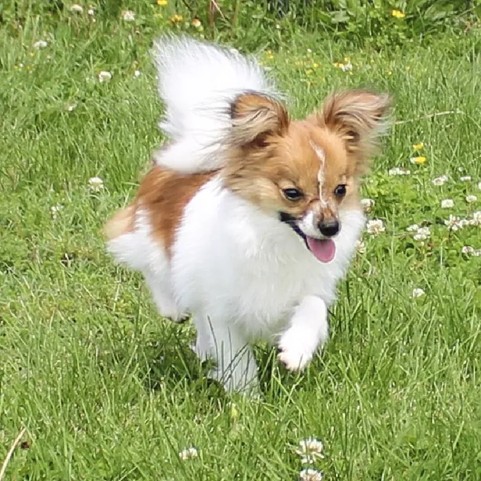 Male Papillon dog named Mr Man for sale at A Dog's Dream.