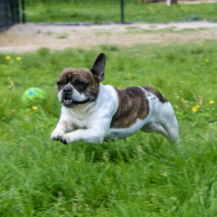 Female French Bulldog named Marcella for sale at A Dog's Dream.