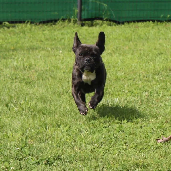 Male French Bulldog named Jackson for sale at A Dog's Dream.