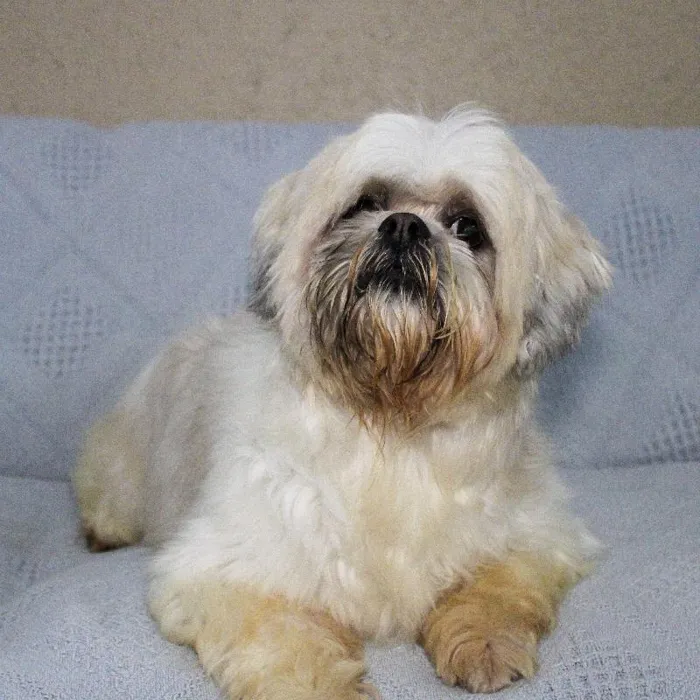 Male Lhasa Apso dog named George for sale at A Dog's Dream.