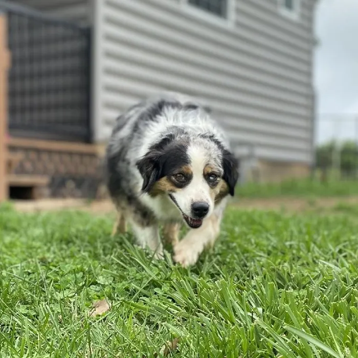 Female Miniature American Shepherd Dog for Sale in Neosho, MO