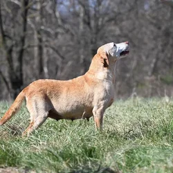Female Labrador Retriever dog named Dolly for sale at A Dog's Dream.