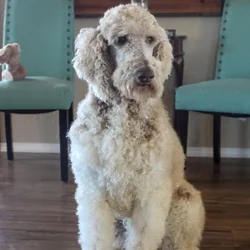 Male Standard Poodle dog named Bruno for sale at A Dog's Dream.