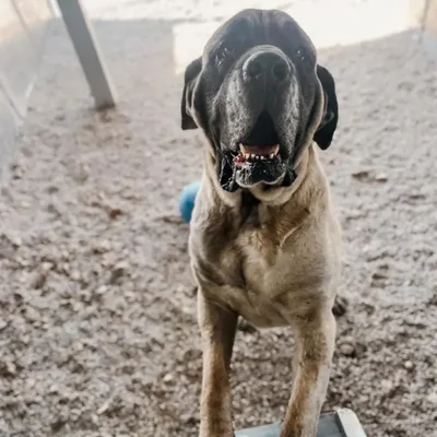 Female English Mastiff Dog for Sale in Neosho, MO