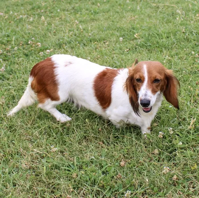 Female Dachshund dog named Peppermint Patty for sale at A Dog's Dream.