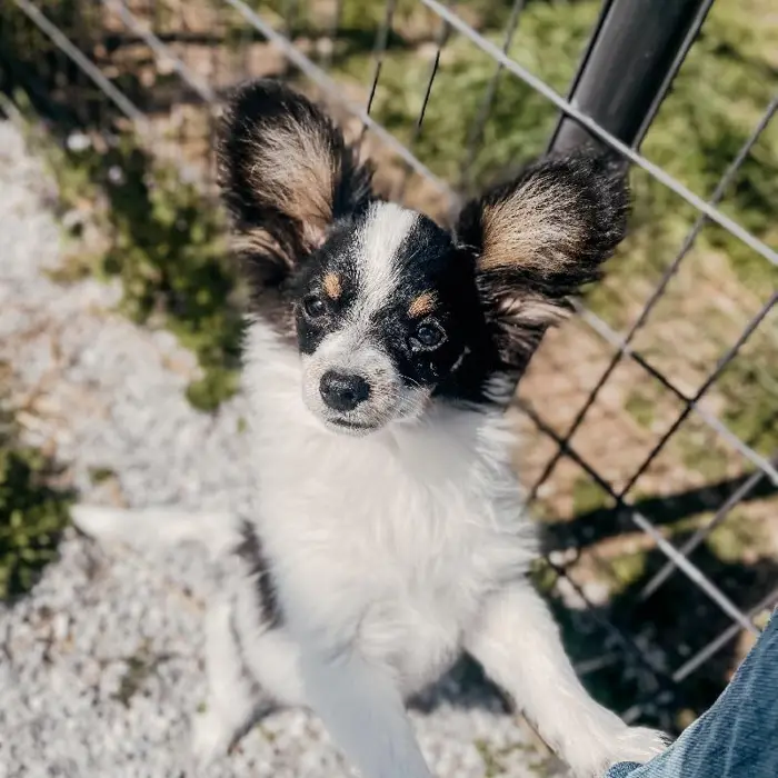 Male Papillon Dog for Sale in Neosho, MO