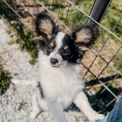 Male Papillon Dog for Sale in Neosho, MO