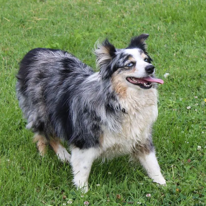 Female Mini Aussie dog named Roxy for sale at A Dog's Dream.
