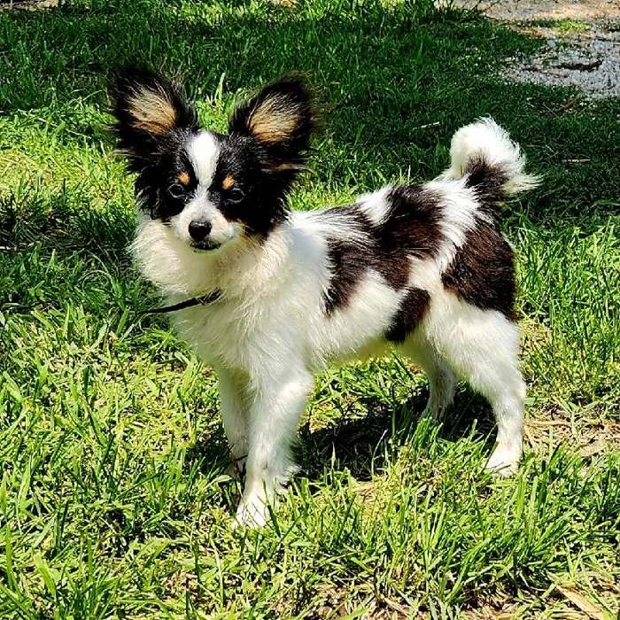 Male Papillon Dog for Sale in Neosho, MO