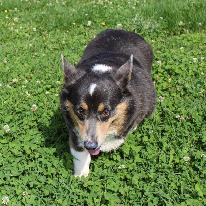 Female Pembroke Welsh Corgi dog named Lyza for sale at A Dog's Dream.