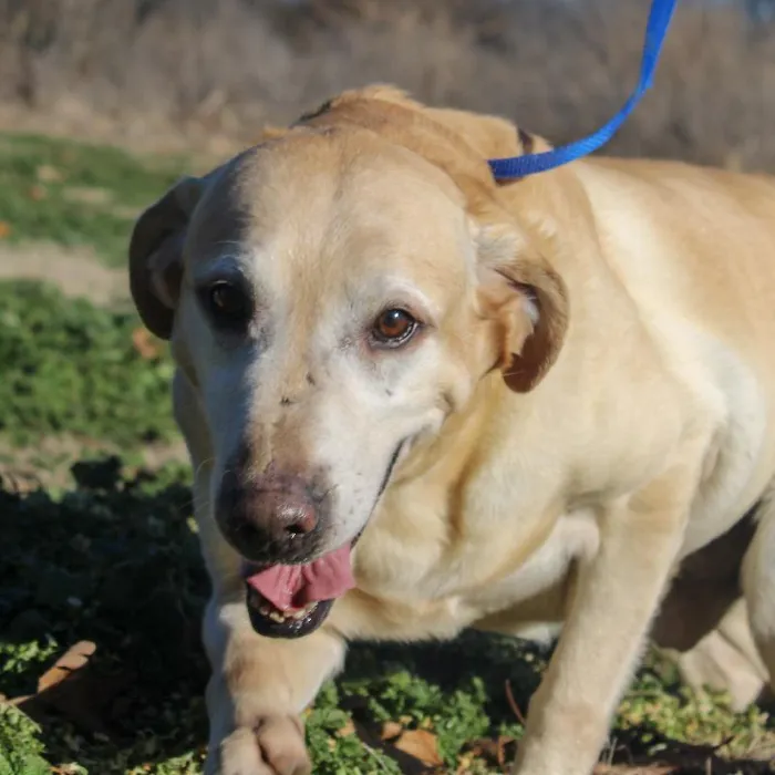 Male Labrador Retriever dog named Smarty for sale at A Dog's Dream.