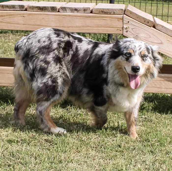 Female Mini Aussie dog named Maizey for sale at A Dog's Dream.