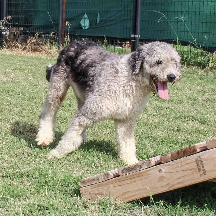 Female Mini Aussiedoodle dog named Gem for sale at A Dog's Dream.