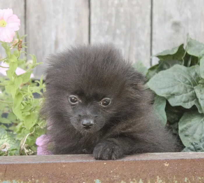 Male Pomeranian dog named Ink for sale at A Dog's Dream.