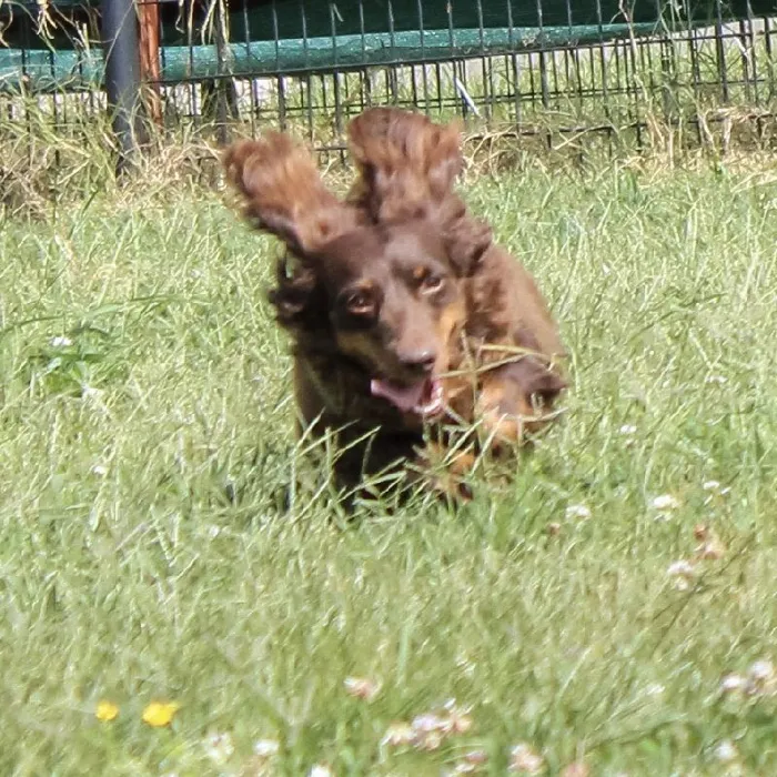 Female Dachshund dog named Ammonite for sale at A Dog's Dream.