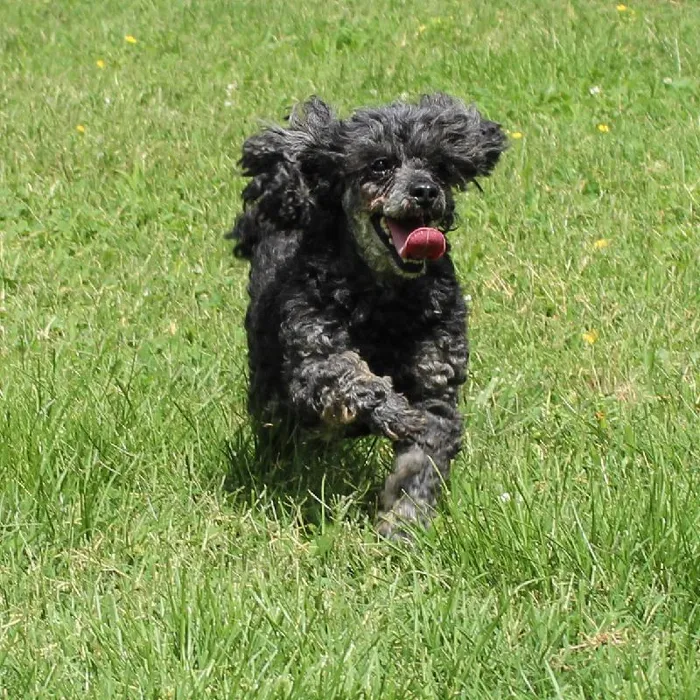 Female Poodle Toy dog named Lady Phantom for sale at A Dog's Dream.