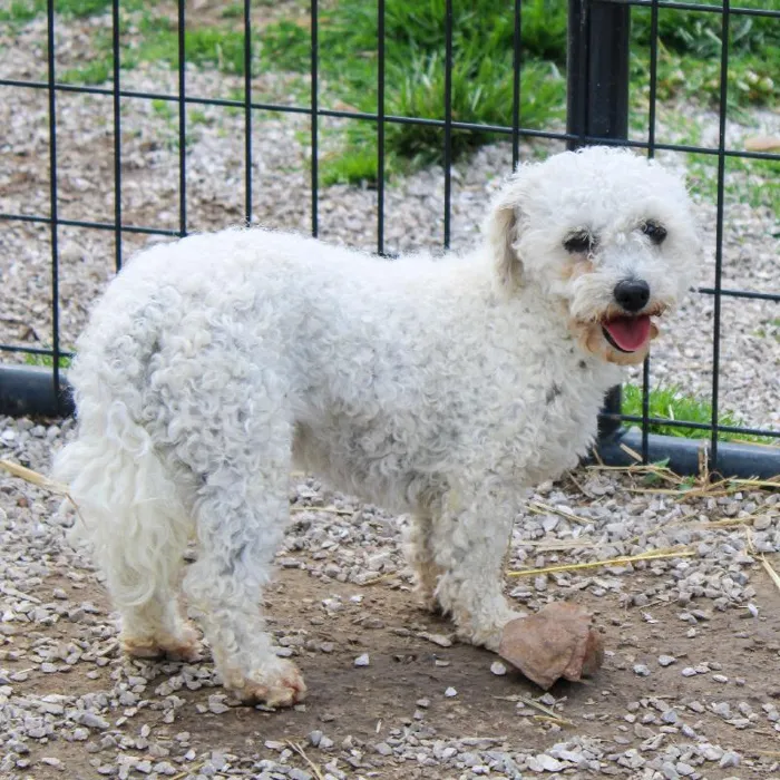 Female Bichon dog named Sweetie for sale at A Dog's Dream.