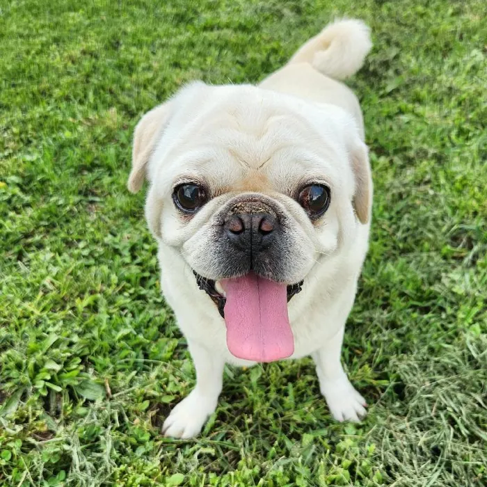 Male Pug Dog for Sale in Neosho, MO