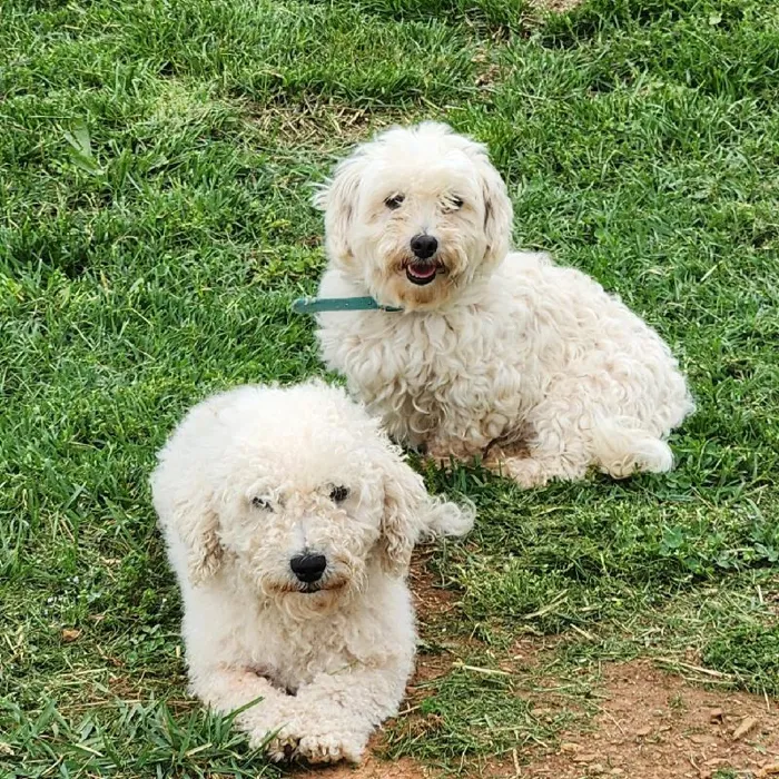 Female Maltese Dog for Sale in Neosho, MO