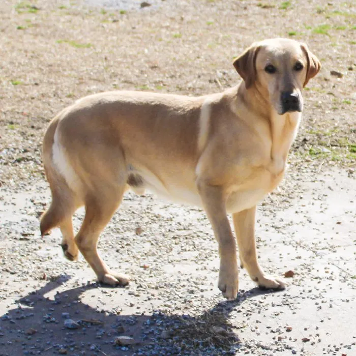 Male Labrador Retriever dog named Guy for sale at A Dog's Dream.