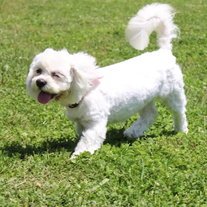 Female Lhasa Apso dog named Angel for sale at A Dog's Dream.