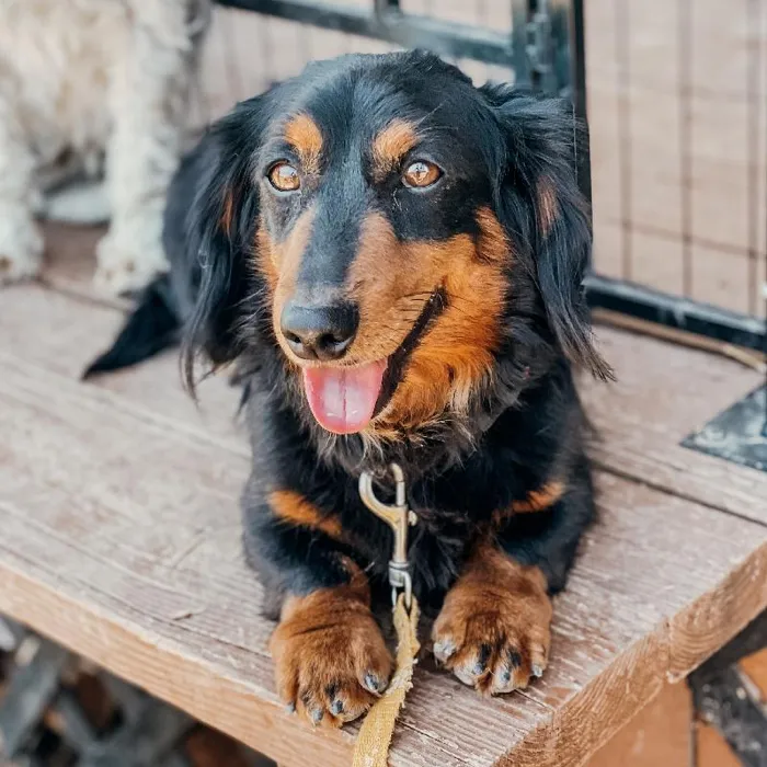 Male Dachshund Dog for Sale in Neosho, MO