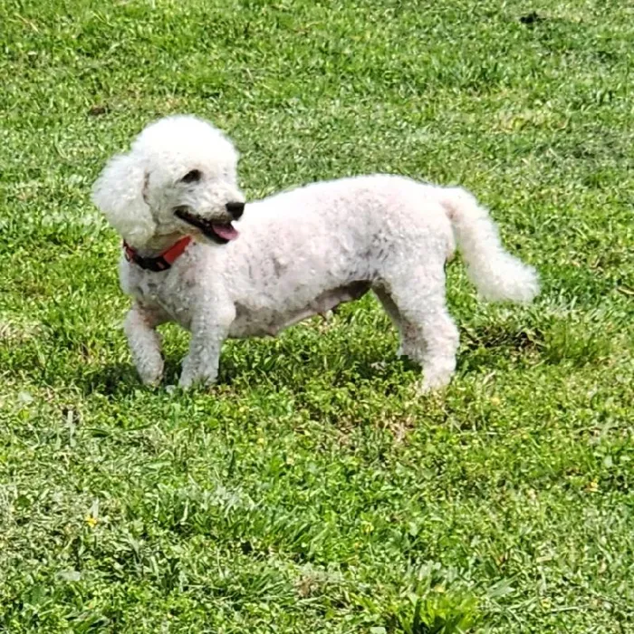 Female Bichon Dog for Sale in Neosho, MO