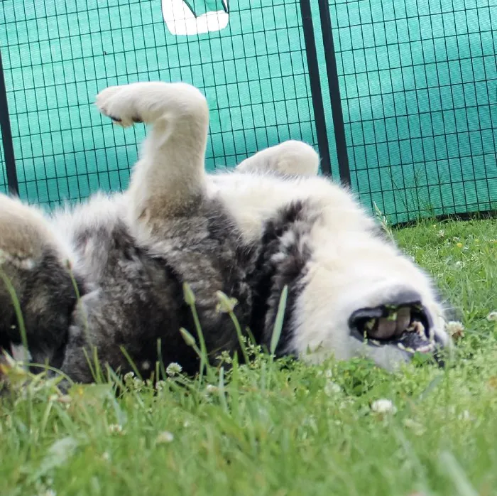 Male Siberian Husky dog named Wolf for sale at A Dog's Dream.