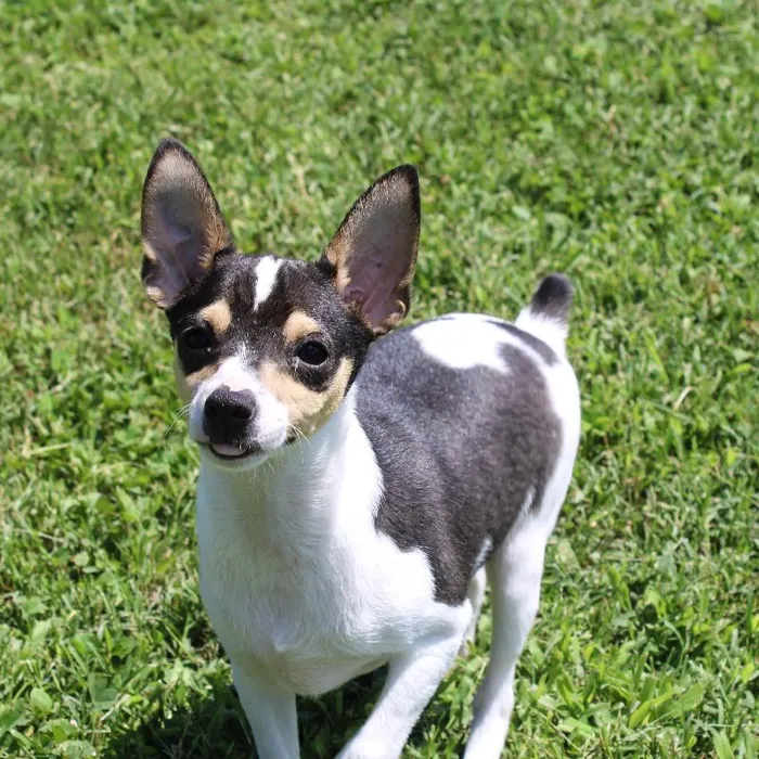 Male Rat Terrier dog named Timothy for sale at A Dog's Dream.