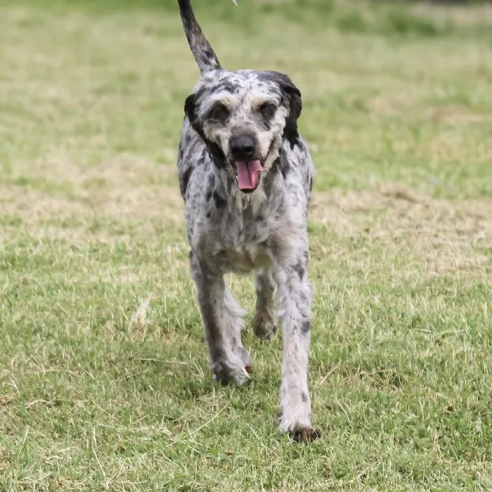Female Mini Aussiedoodle dog named Ruby Blue for sale at A Dog's Dream.