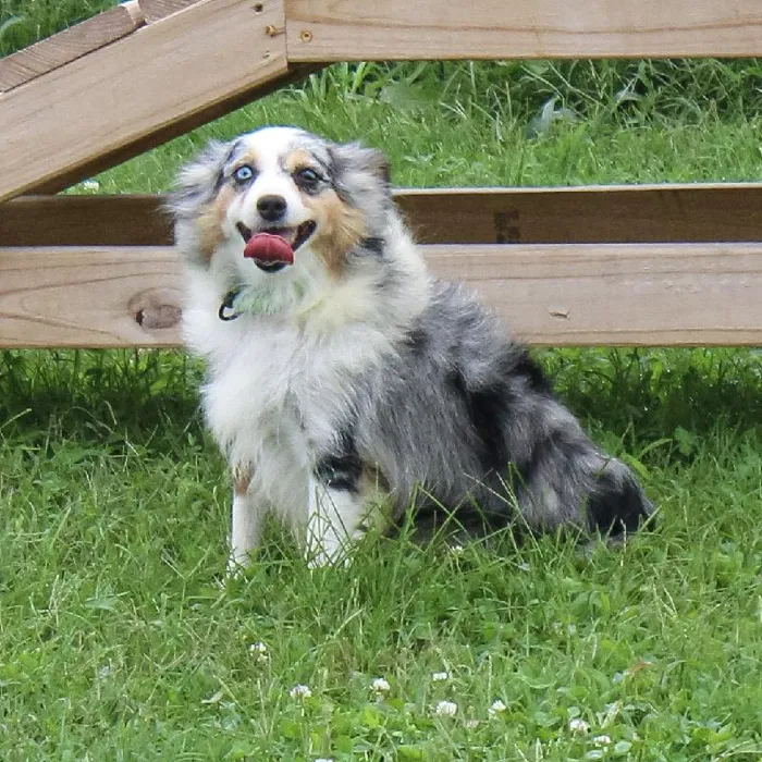 Female Mini Aussie dog named Polly 2 for sale at A Dog's Dream.