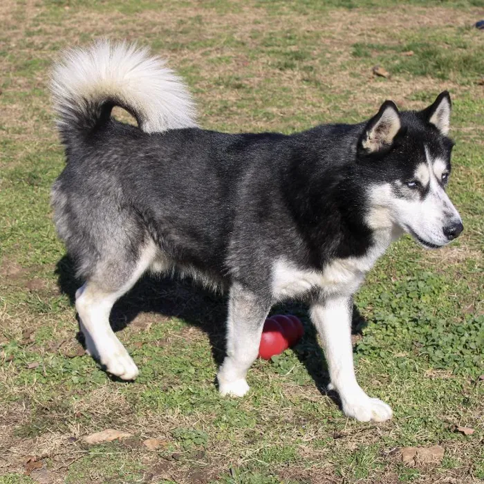 Male Siberian Husky dog named Wolf for sale at A Dog's Dream.