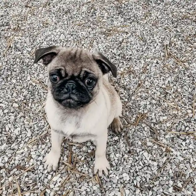 Female Pug Dog for Sale in Neosho, MO