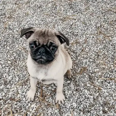 Female Pug Dog for Sale in Neosho, MO