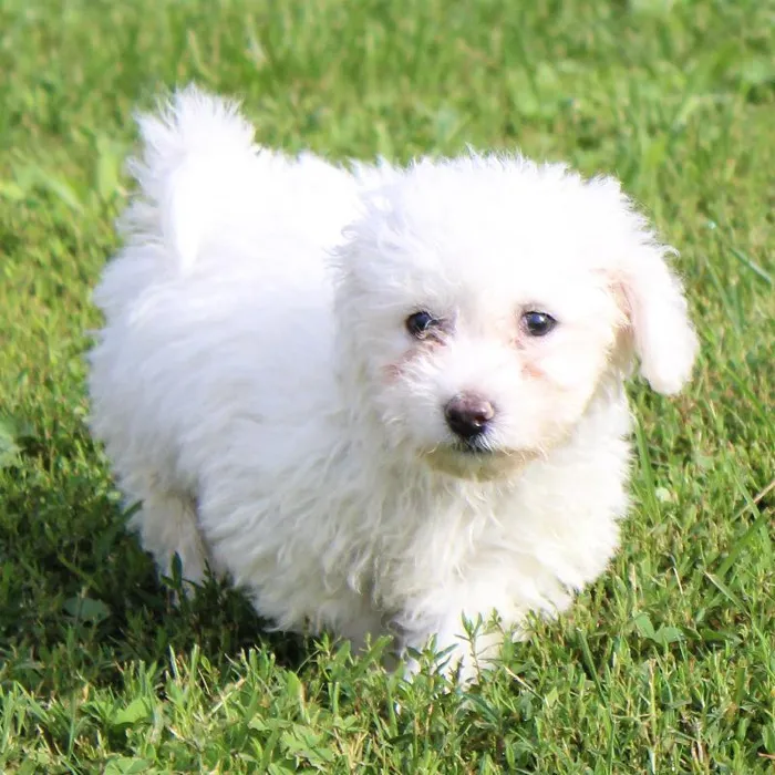 Male Bichon dog named Chester for sale at A Dog's Dream.