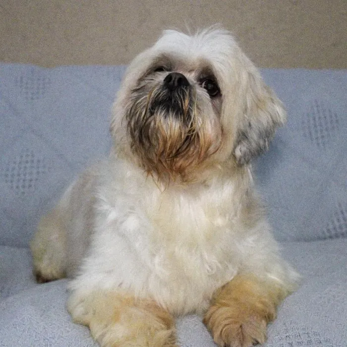 Male Lhasa Apso dog named George for sale at A Dog's Dream.