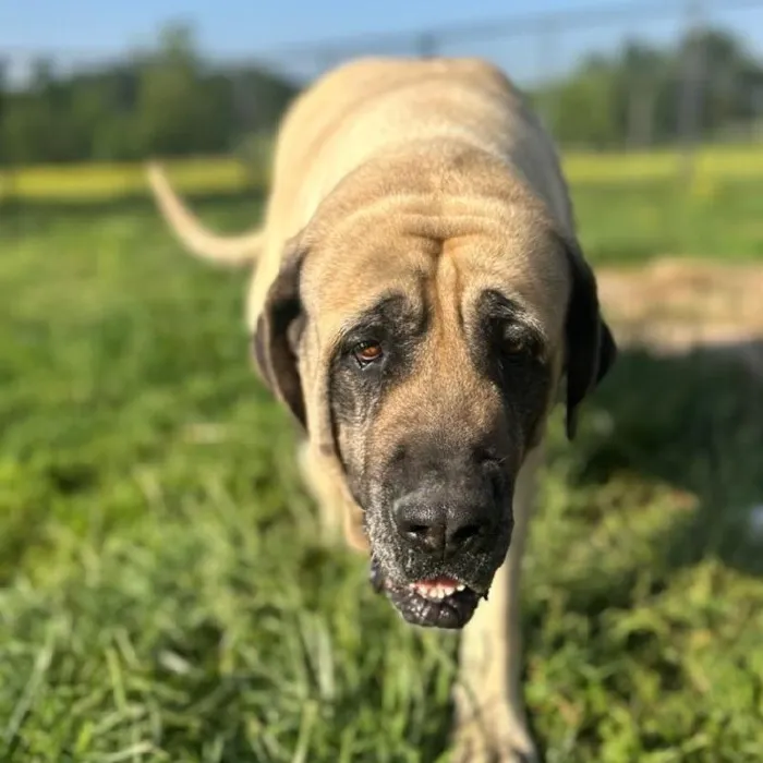 Female English Mastiff Dog for Sale in Neosho, MO