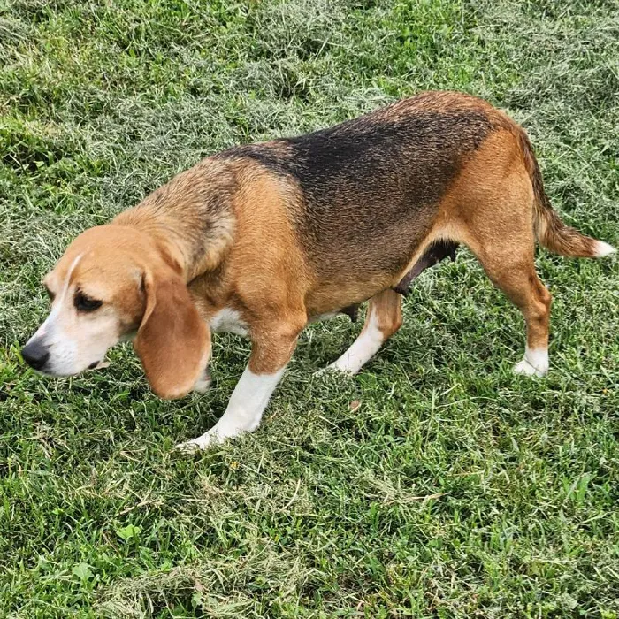 Female Beagle Dog for Sale in Neosho, MO