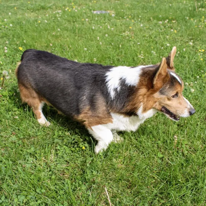 Male Pembroke Welsh Corgi dog named Chauncy for sale at A Dog's Dream.