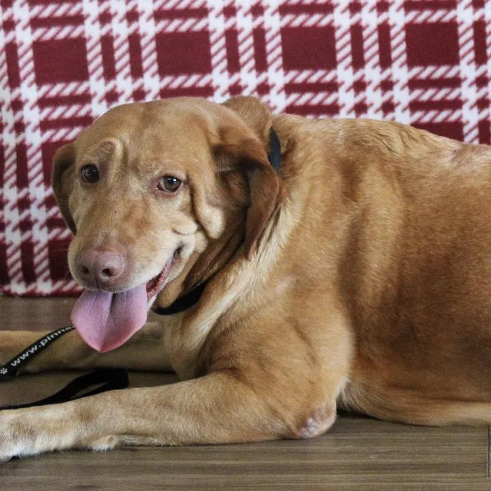 Female Labrador Retriever dog named Babe for sale at A Dog's Dream.
