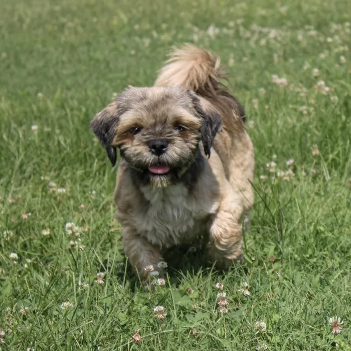 Female Lhasa Apso dog named Rowena for sale at A Dog's Dream.