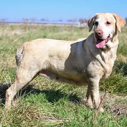 Female Labrador Retriever dog named Kayana for sale at A Dog's Dream.
