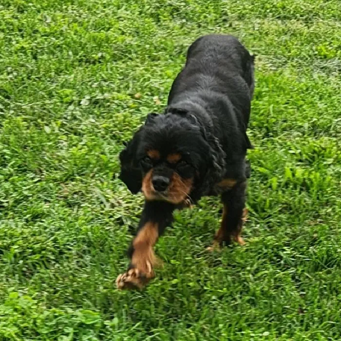 Male Cavalier King Charles Spaniel Dog for Sale in Neosho, MO