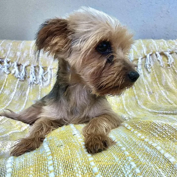 Female Yorkie Dog for Sale in Neosho, MO